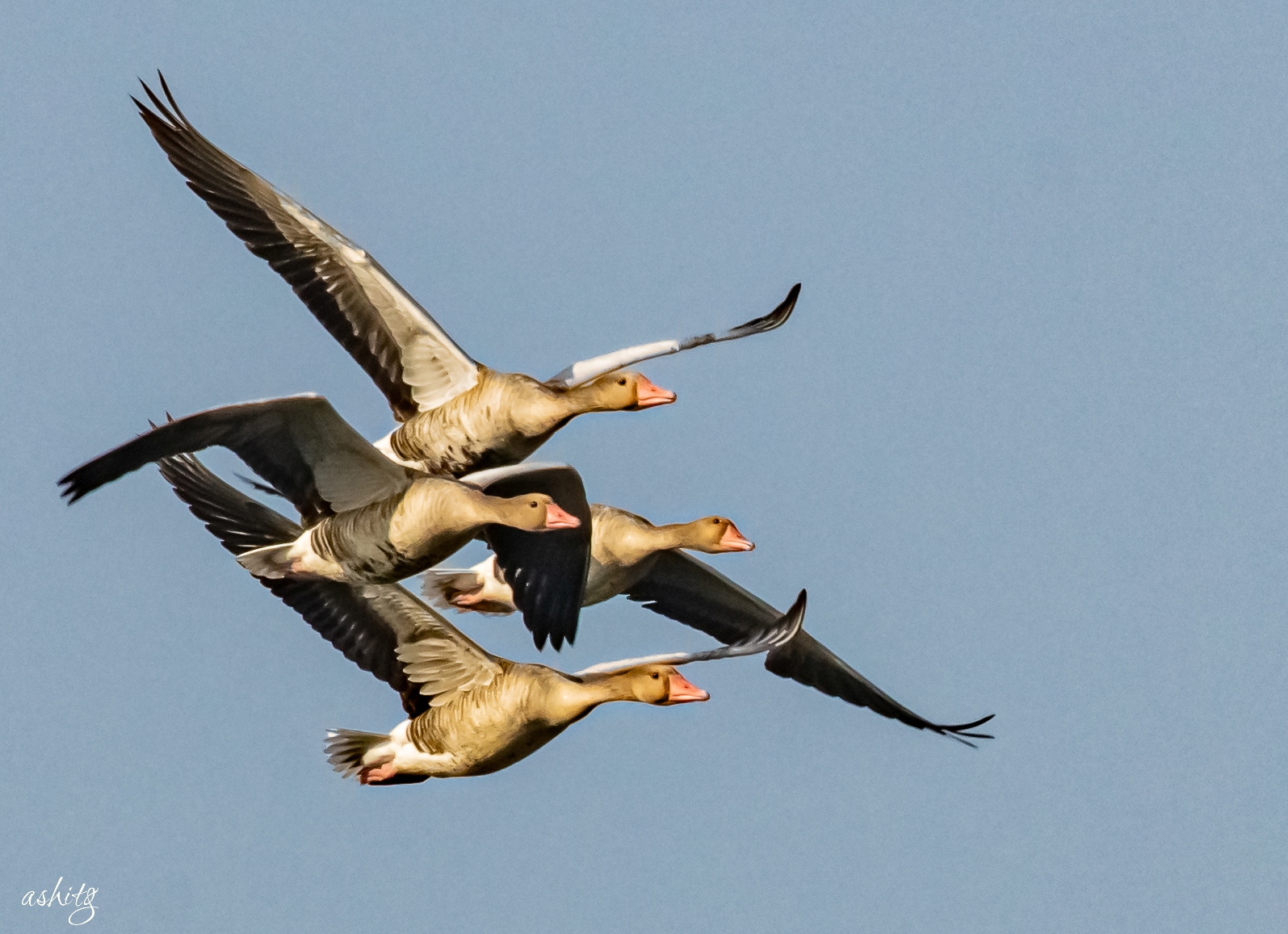 Greylag Goose
